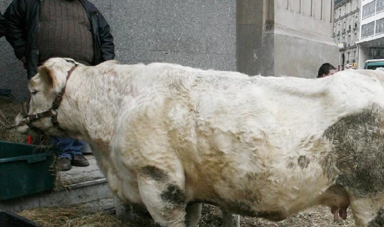 İngiltere'de 'mavi dil' paniği: Bu yıl ilk vaka tespit edildi – Son Dakika Dünya Haberleri