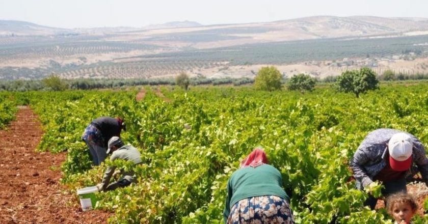 Sınırın sıfır noktasında hasat başladı: Tarlada 16 TL, Pazarda 40 TL – Son Dakika Hayat Haberleri