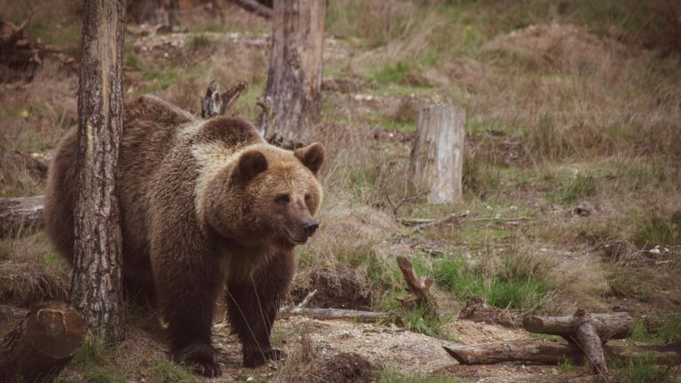 Video. Kötü muamele gören ayılar Bulgaristan’da rehabilite edildi