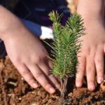 Milyonlarca fidan 11 Kasım’da toprakla buluşacak