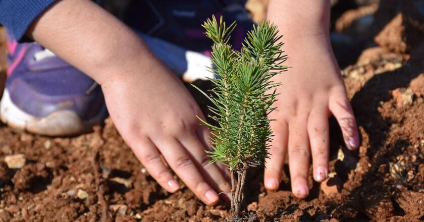Milyonlarca fidan 11 Kasım’da toprakla buluşacak